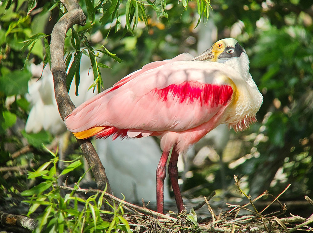 Roseate Spoonbill © Erik Bruhnke